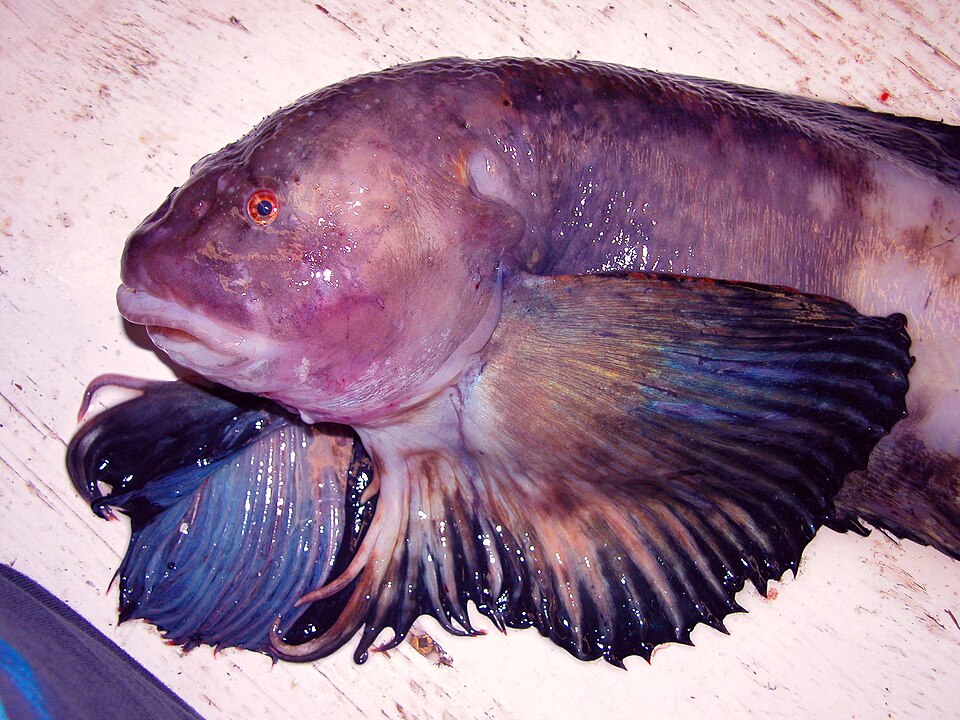 File:Purity snailfish.jpg