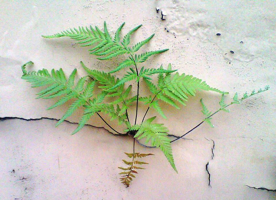 File:Samambaia fern.jpg