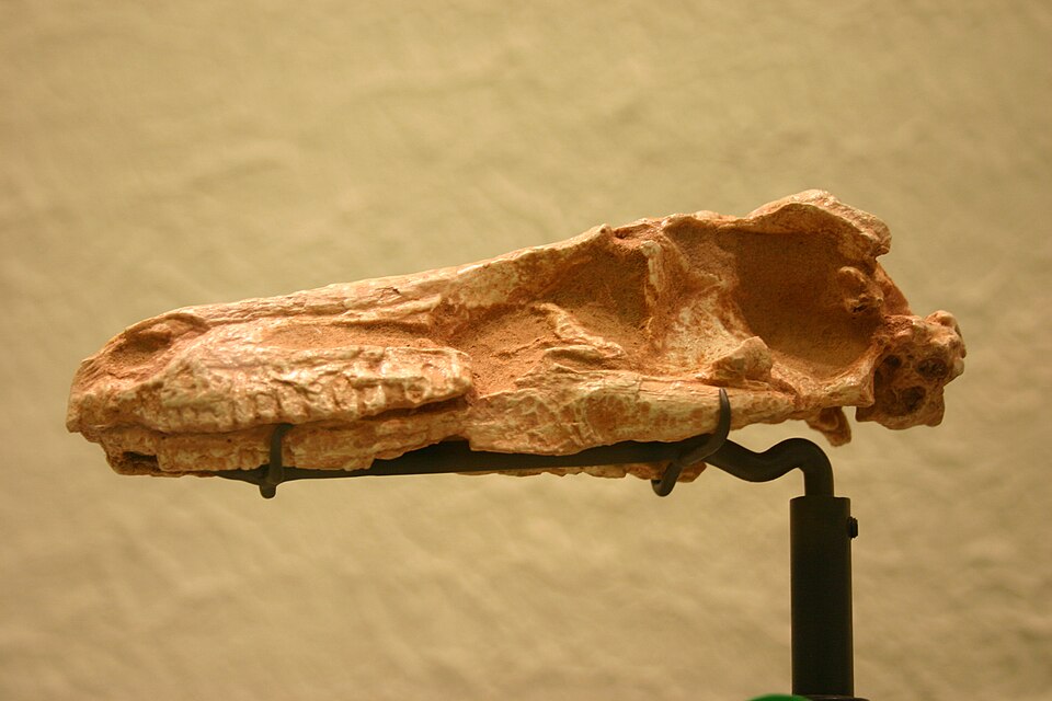 File:Saurornithoides mongoliensis.jpg