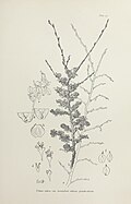 'Hunnybunii pseudo-Stricta': flowers and fruit
