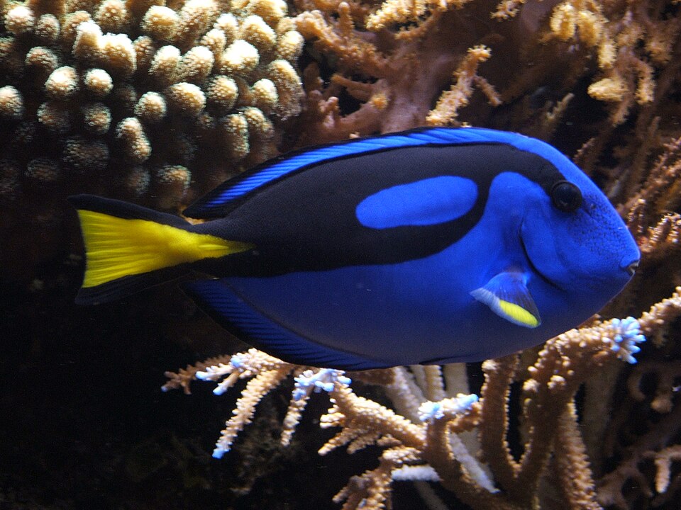 File:Blue tang (Paracanthurus hepatus) 02.jpg