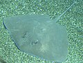 Smooth stingray