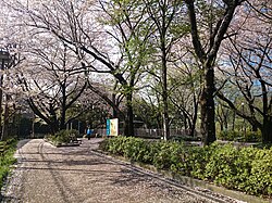 Cherry blossoms at Goten-yama Hill [ja] in Kita-Shinagawa