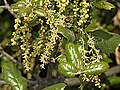 Detail of the catkins
