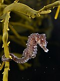 Image 6Short-snouted seahorseMore selected pictures