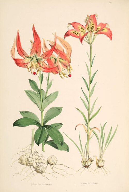 File:Lilium michauxii.jpg