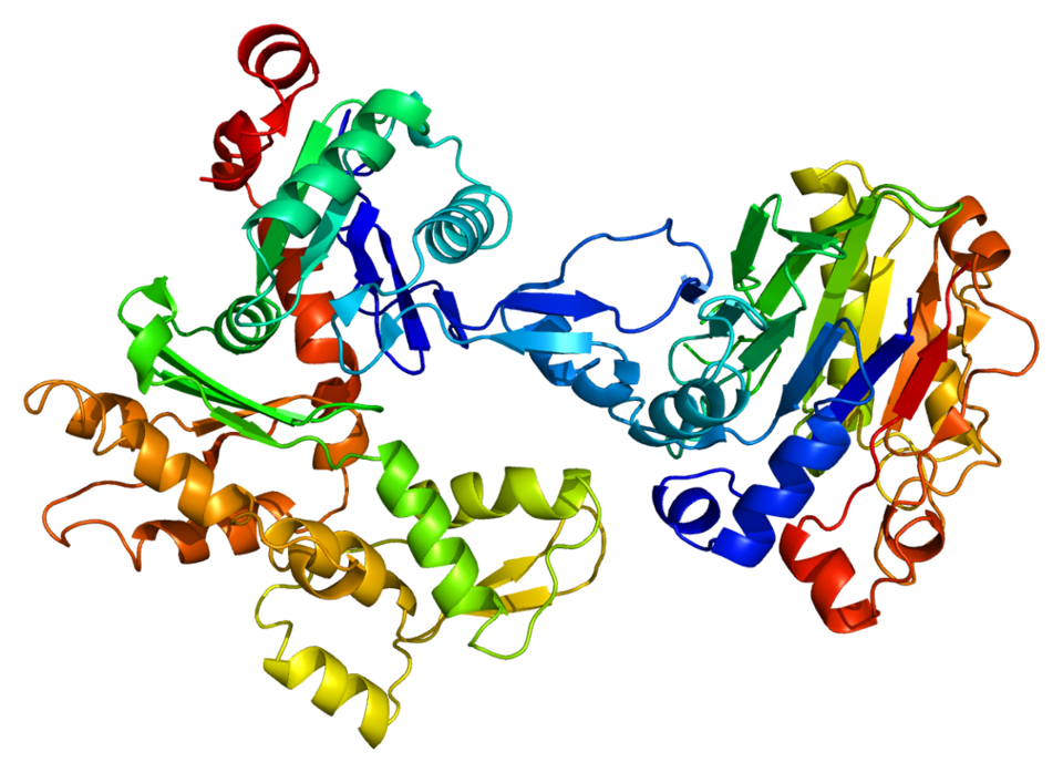 File:Protein ACTA2 PDB 1atn.png