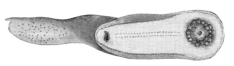 File:Psychropotes longicauda.jpg