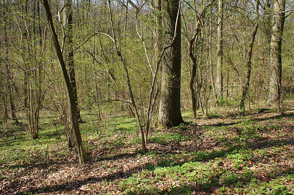 File:Wawozy Kamienieckie kz01.jpg