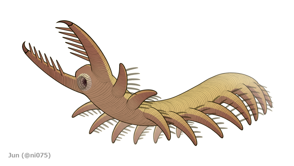 File:20191118 Megadictyon cf. haikouensis.png