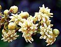 "flowers"