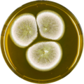 Aspergillus multicolor growing on MEAOX plate