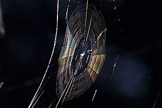 Colors in a spider web due to diffraction,