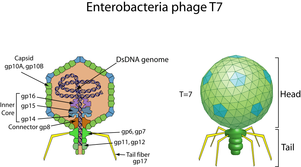 File:Enterobacteria phage T7 image.svg