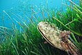 Image 111Fan mussel in a Mediterranean seagrass meadow (from Marine habitat)