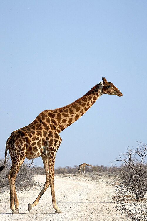 File:Giraffe Walk 2019-07-25.jpg
