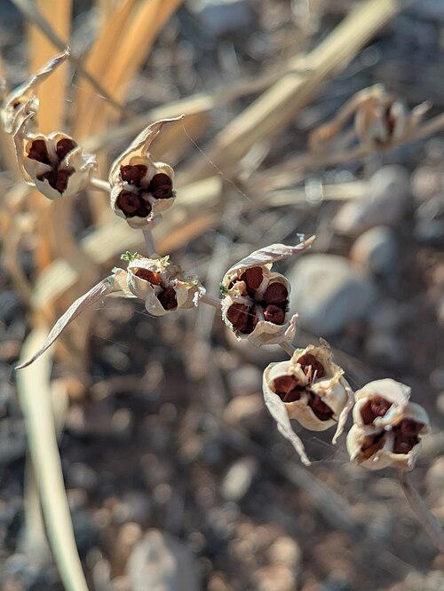 File:Gladiolus Italicus Seeds, Behbahan.jpg