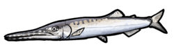 Ichthyotringa furcata