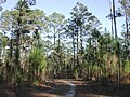 Pine