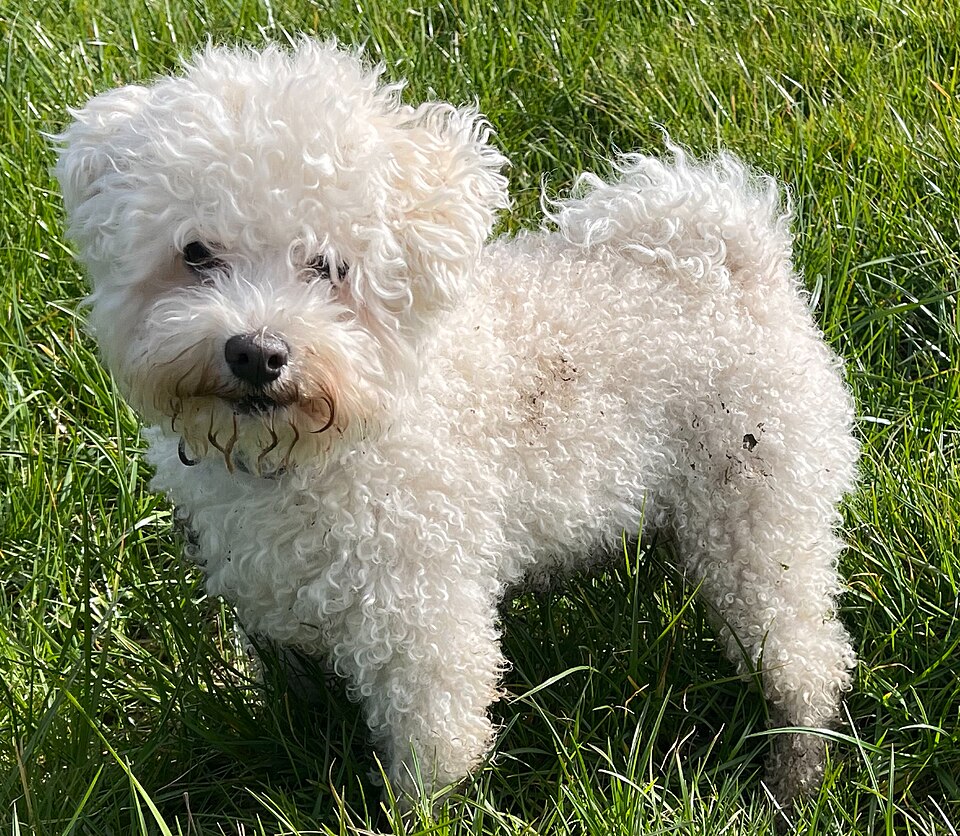 File:Male adult bolognese dog (cropped).jpg
