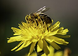 A Maltese Honey Bee, black and covered with small yellow hairs is on a yellow multi-petaled flower.