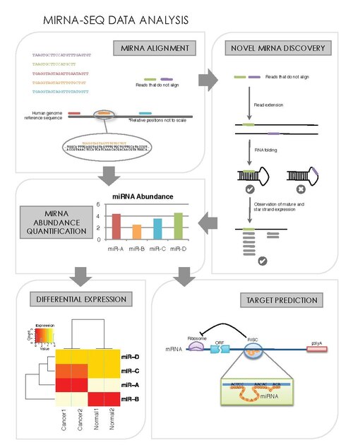 File:Mirna seq data analysis.pdf