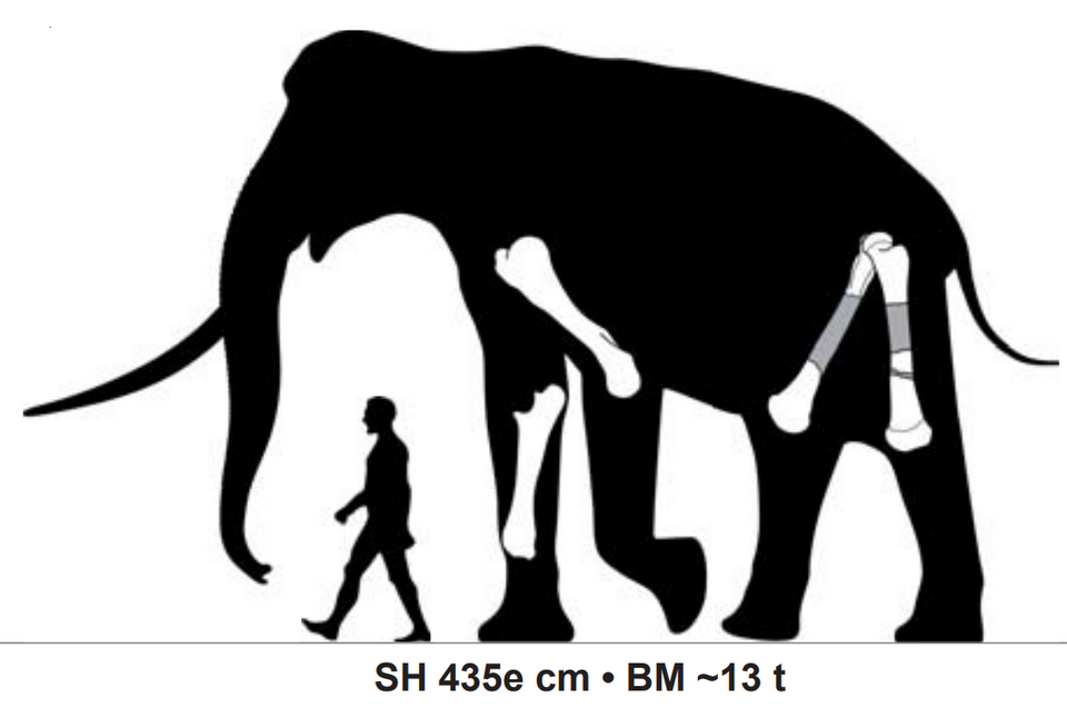 File:Namadicus size comparison.png