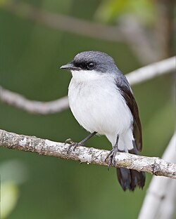 Mangrove robin, by JJ Harrison