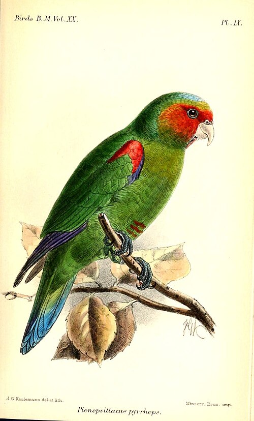 File:PionopsittacusPyrrhopsKeulemans.jpg