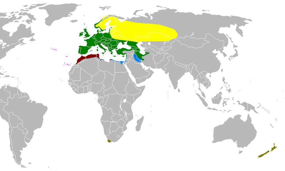 File:Rangemap-pinson.PNG