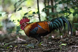 A colourful male junglefowl on a forest floor