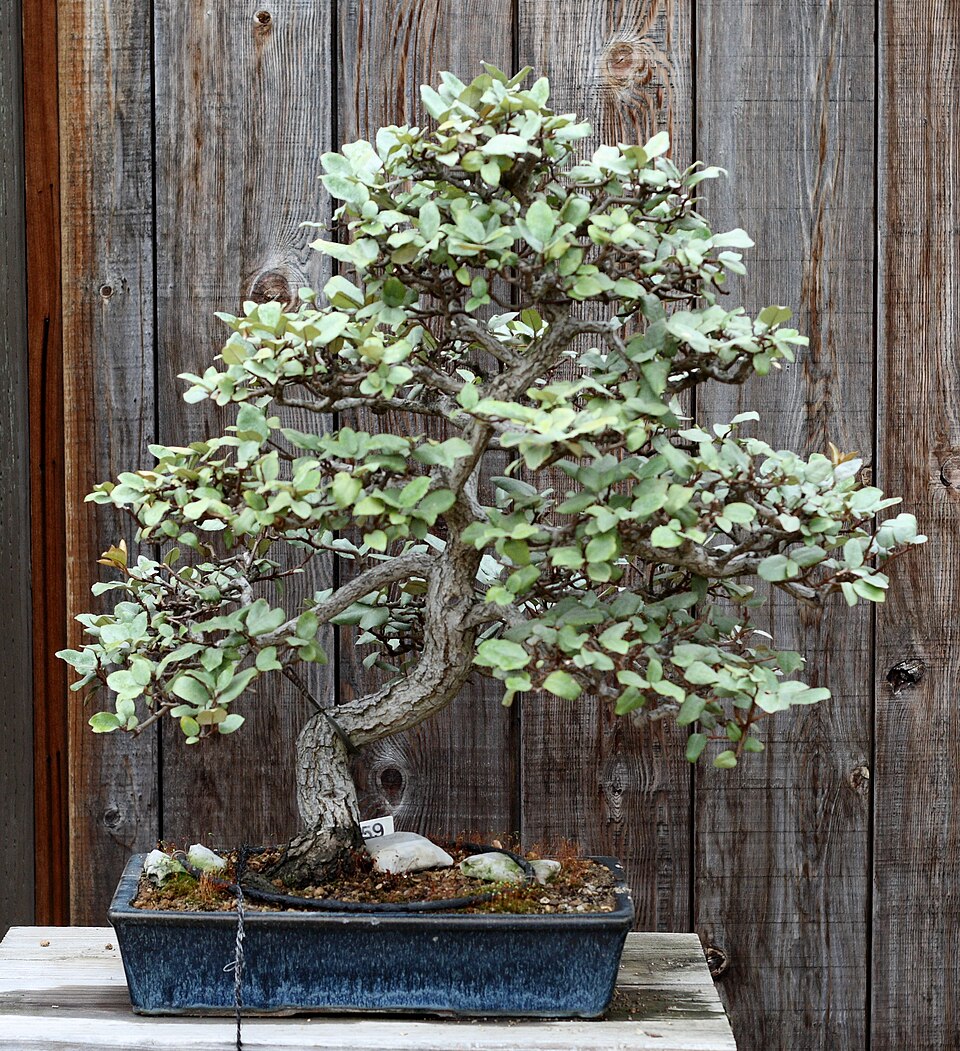 File:Silverberry, GSBF-CN 259, September 12, 2008.jpg