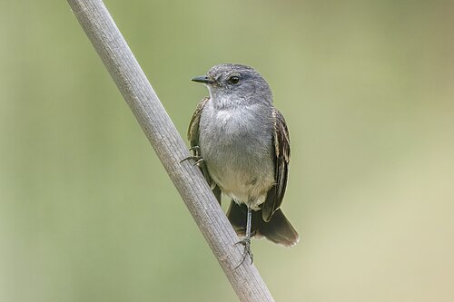 Sooty tyrannulet Serpophaga nigricans Argentina