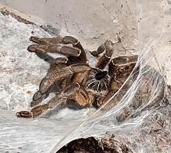 C. marshalli