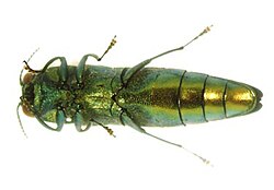 Underside of an adult emerald ash borer