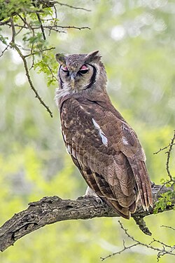 Verreaux's eagle owl Bubo lacteus South Africa