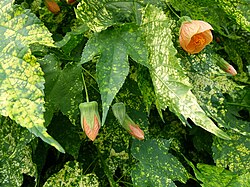 A picture of yellowing leaves caused by Abutilon mosaic virus