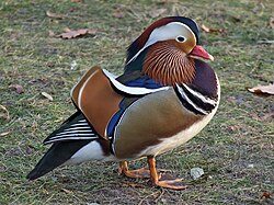 Mandarin Drake at Łazienki Park, Poland