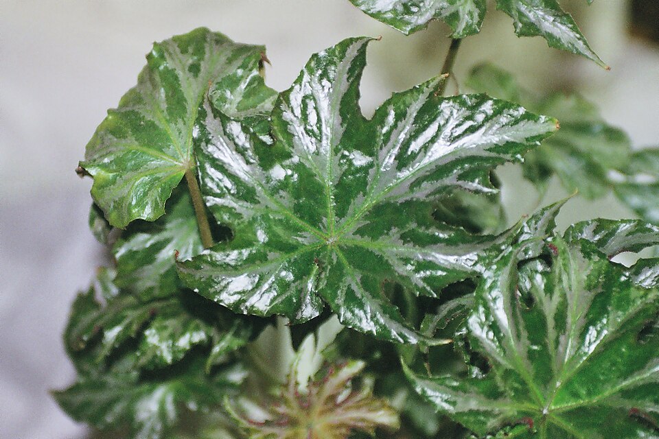 File:Begonia SilverStar 02.jpg