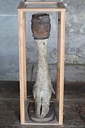 Moose hoof