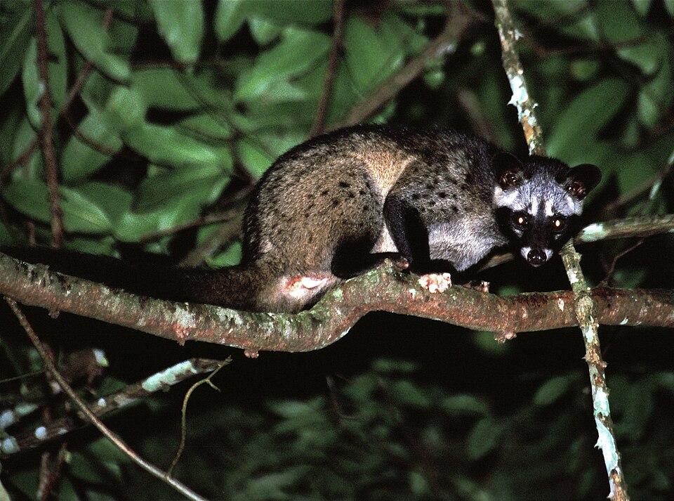 File:Common Palm Civet (Paradoxurus hermaphroditus) (7781509830).jpg