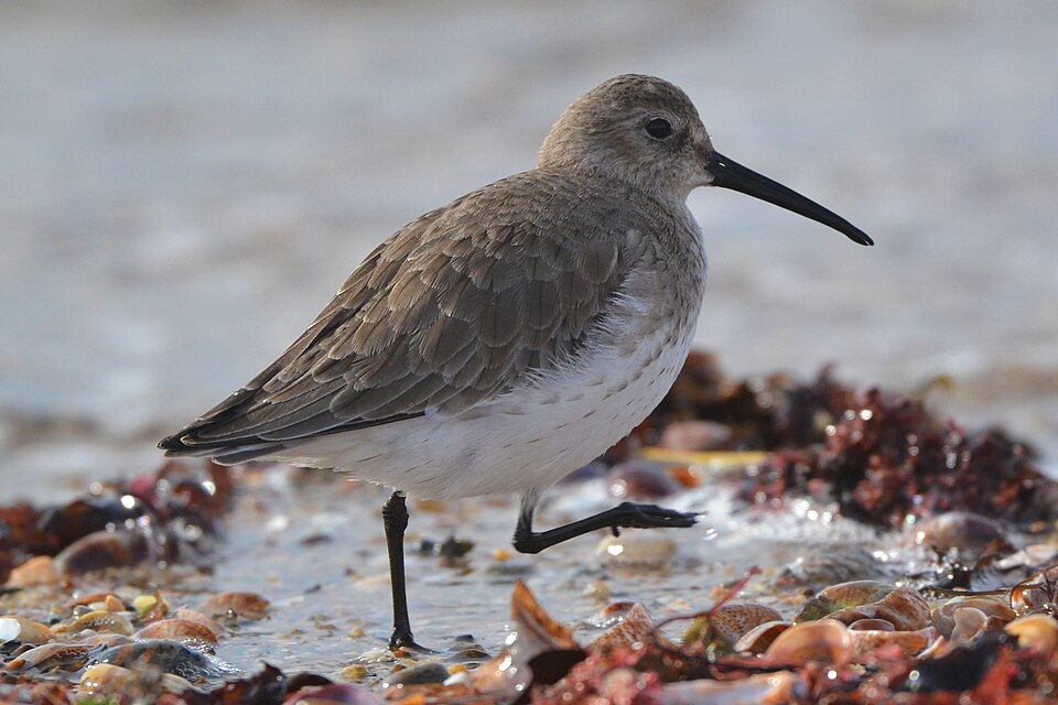 File:Dunlin (Calidris alpina) (16334525315).jpg
