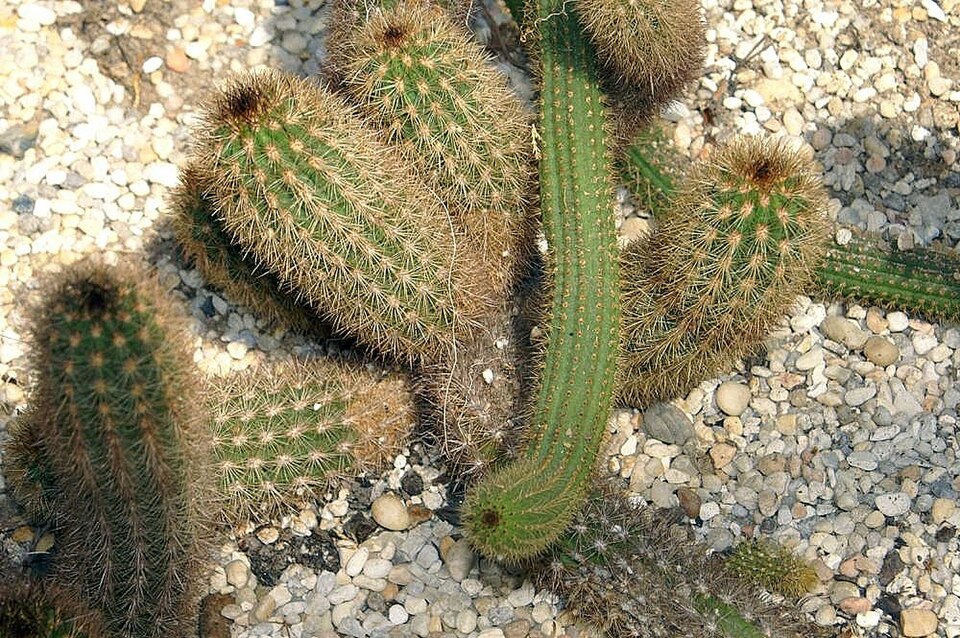 File:Haageocereus acranthus acranthus 0zz.jpg
