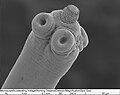 Scolex of the rodent tapeworm, Hymenolepis microstoma