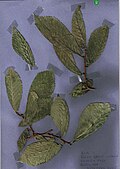 Leaves of same