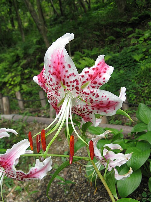 File:Lilium speciosum var clivorum1.jpg