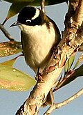 White-throated honeyeater
