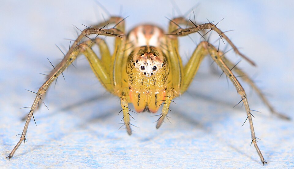 File:Oxyopes subabebae 314280098 567640047.jpg