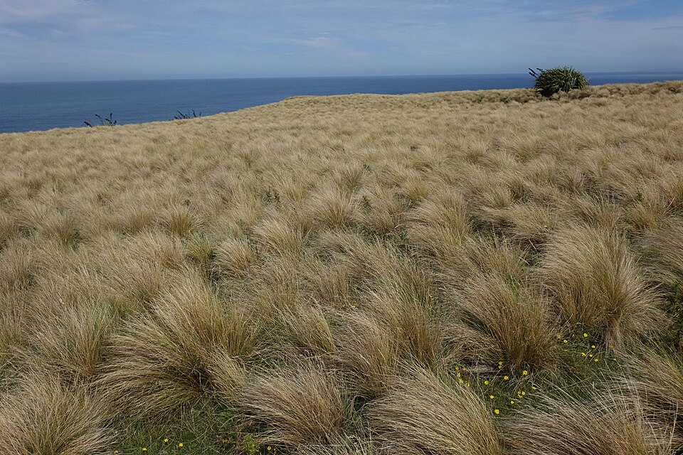 File:Poa cita 3138069.jpg