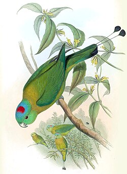 Drawing of a green parrot with yellow shoulders and a blue and red crown